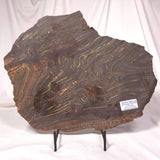 BANDED TIGER IRON MICROBIALITE, Archean, Australia ZBI027