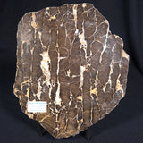 BOXONIA PERTAKNURRA STROMATOLITE, Proterozoic, Australia ZBP004