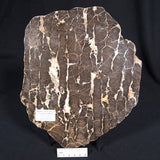 BOXONIA PERTAKNURRA STROMATOLITE, Proterozoic, Australia ZBP004