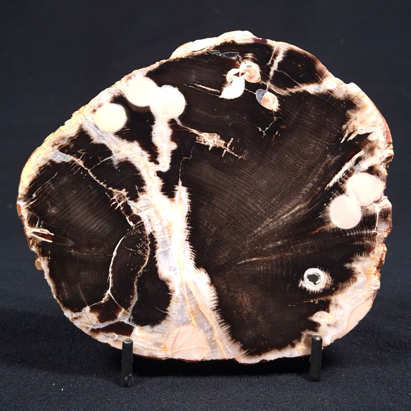 PEANUT WOOD (PETRIFIED WOOD), Cretaceous, Australia YSC038