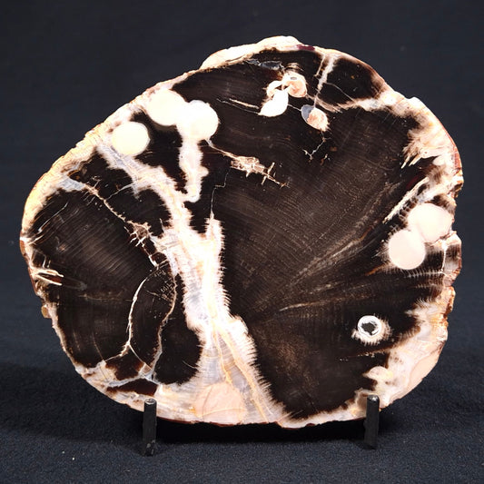 PEANUT WOOD (PETRIFIED WOOD), Cretaceous, Australia YSC038