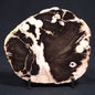 PEANUT WOOD (PETRIFIED WOOD), Cretaceous, Australia YSC038