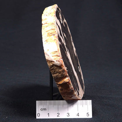 PEANUT WOOD (PETRIFIED WOOD), Cretaceous, Australia YSC038
