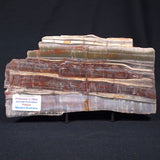 STROMATOLITE, Jerrinah Formation, Proterozoic, Australia ZJF001
