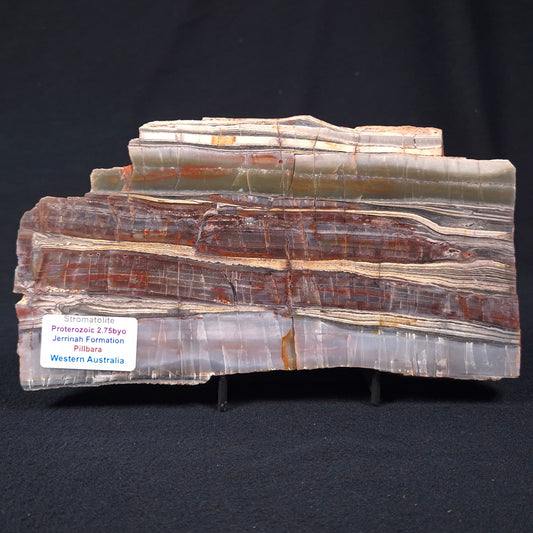 STROMATOLITE, Jerrinah Formation, Proterozoic, Australia ZJF001
