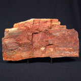 STROMATOLITE, Jerrinah Formation, Proterozoic, Australia ZJF001