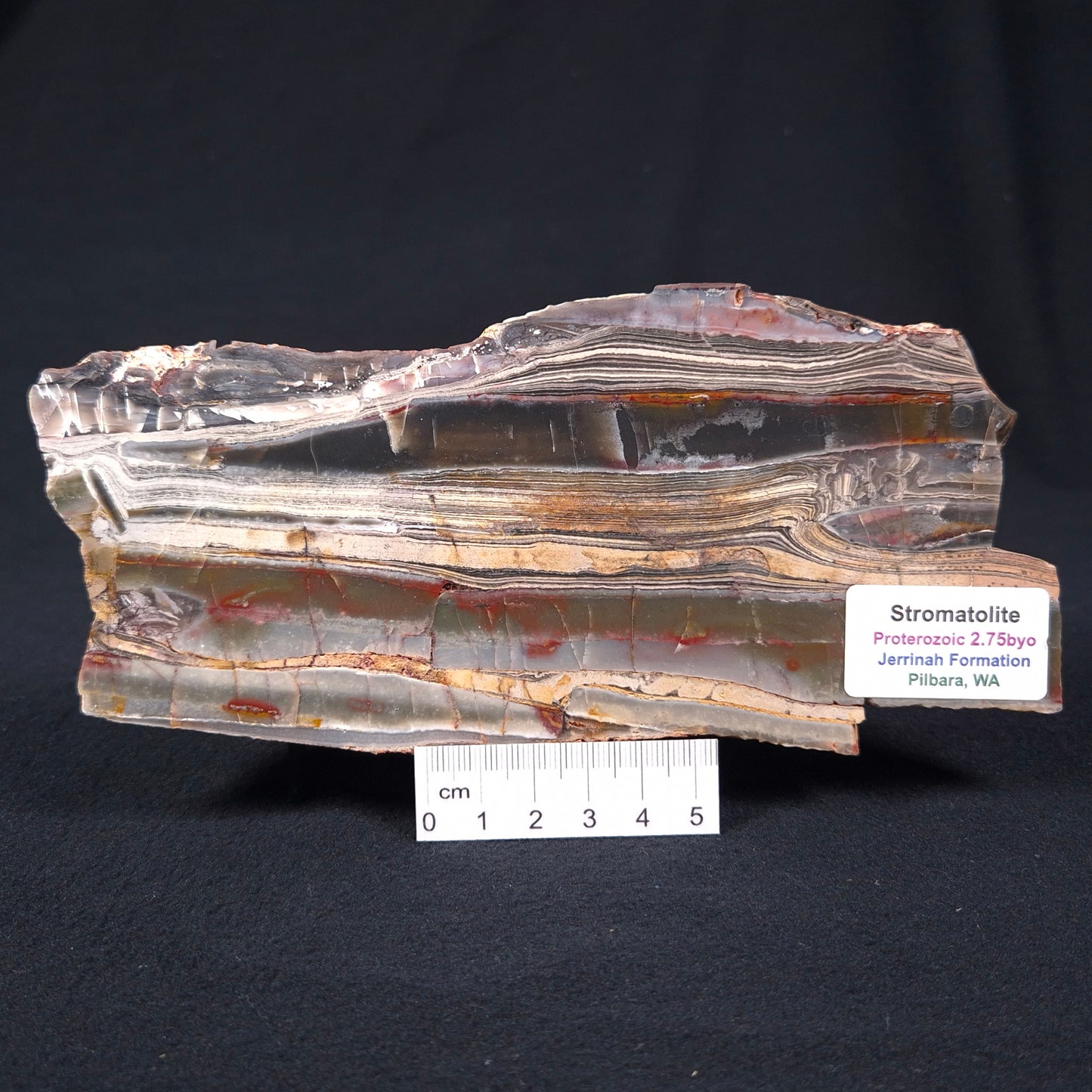 STROMATOLITE, Jerrinah Formation, Proterozoic, Australia ZJF002