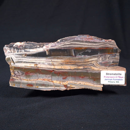 STROMATOLITE, Jerrinah Formation, Proterozoic, Australia ZJF002