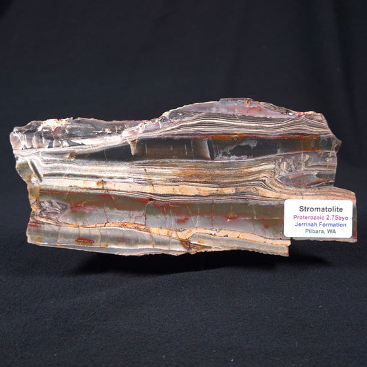 STROMATOLITE, Jerrinah Formation, Proterozoic, Australia ZJF002