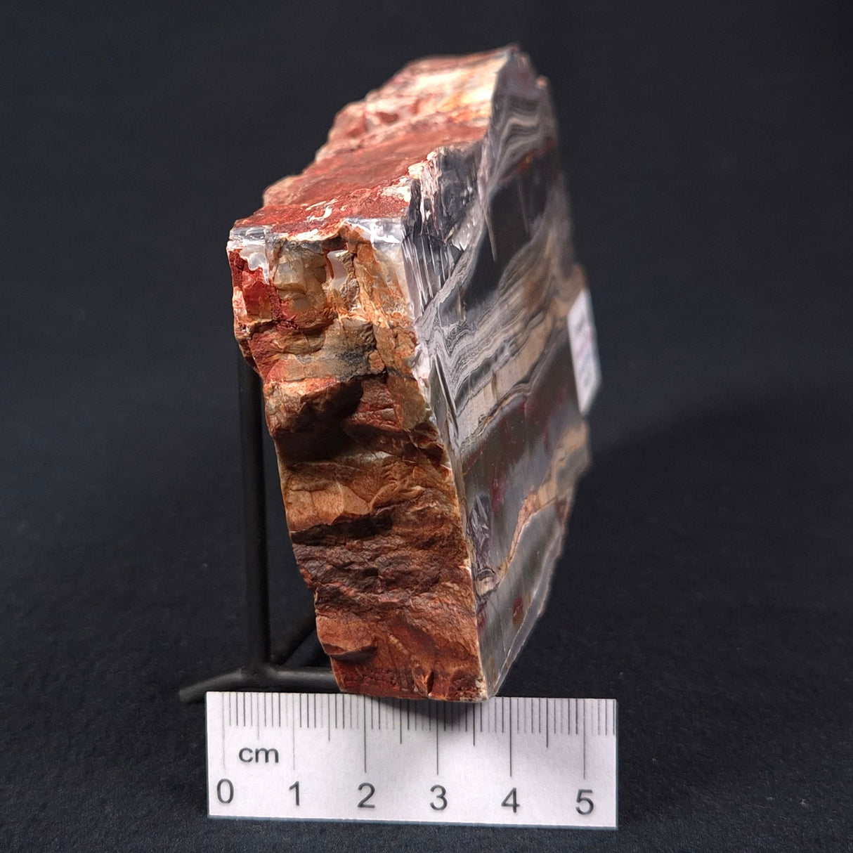 STROMATOLITE, Jerrinah Formation, Proterozoic, Australia ZJF002
