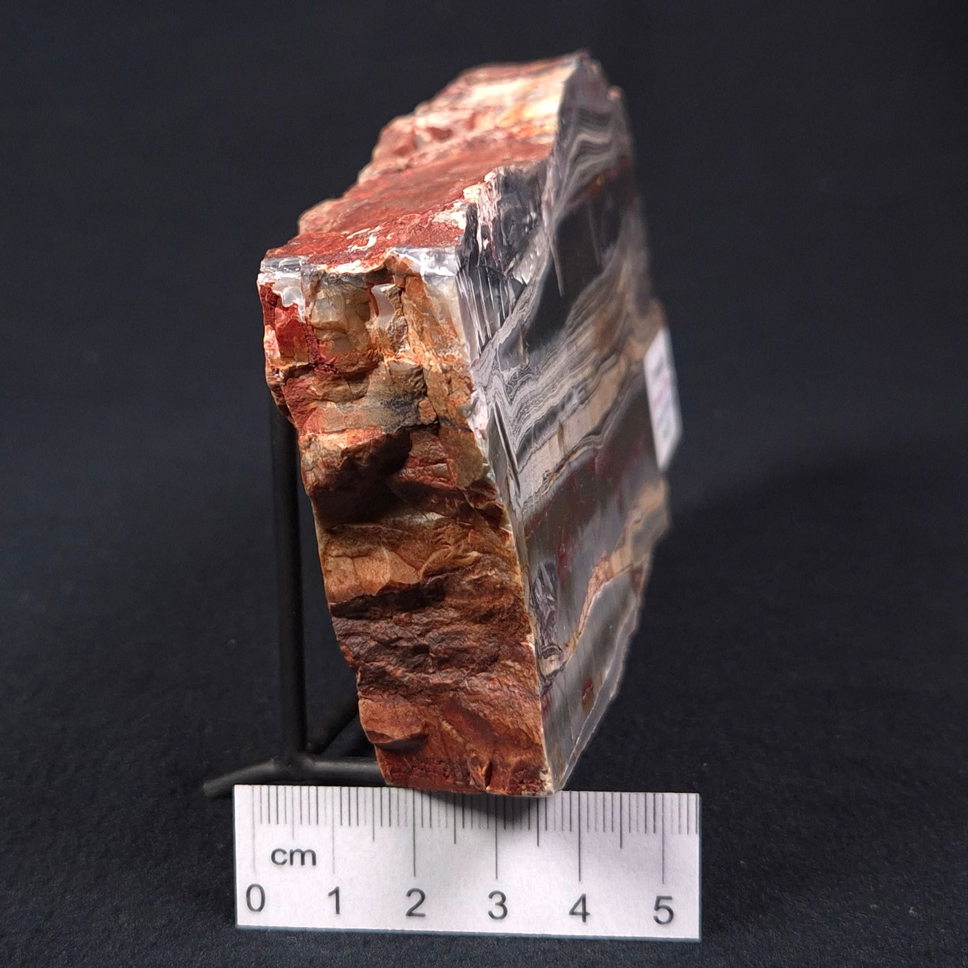 STROMATOLITE, Jerrinah Formation, Proterozoic, Australia ZJF002