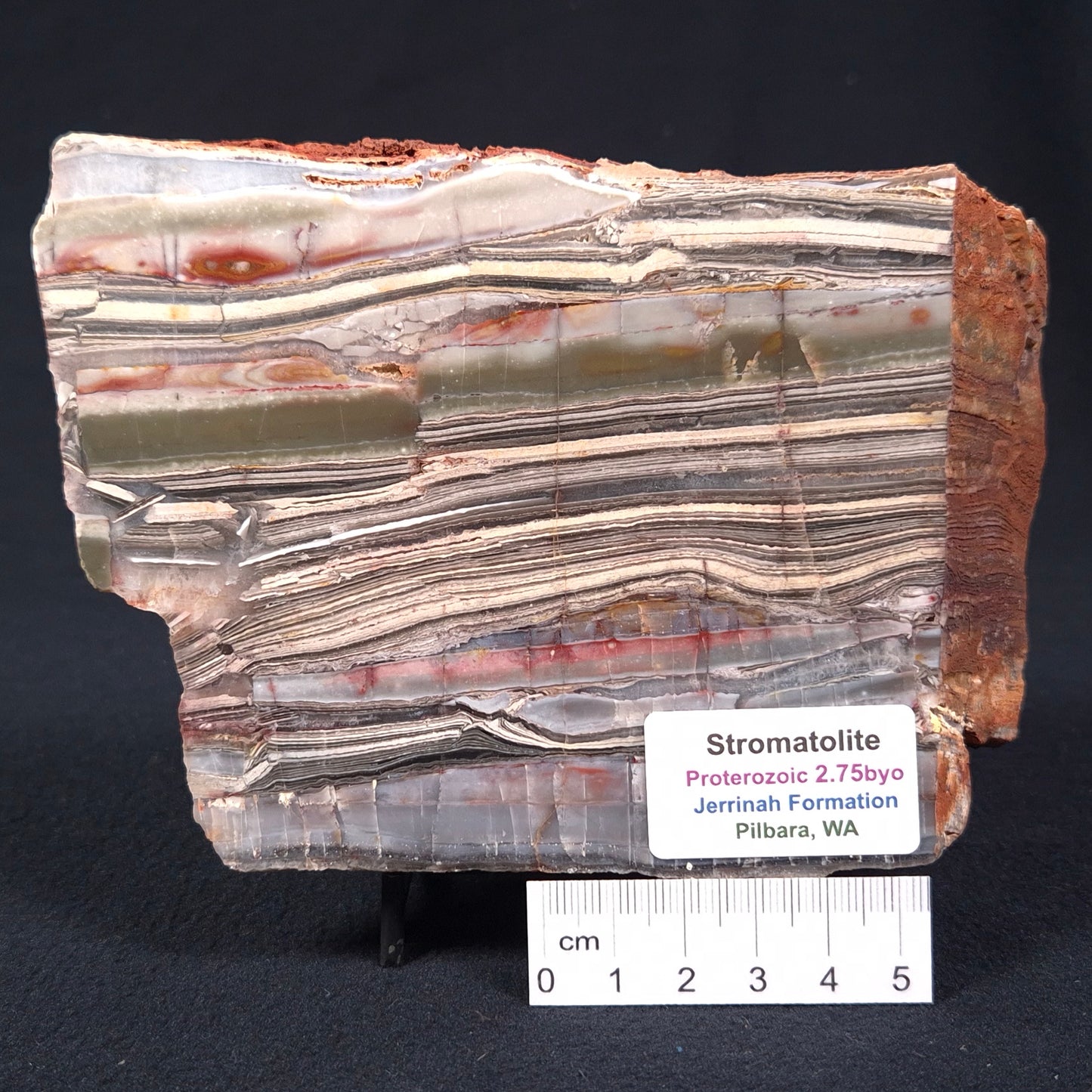STROMATOLITE, Jerrinah Formation, Proterozoic, Australia ZJF003