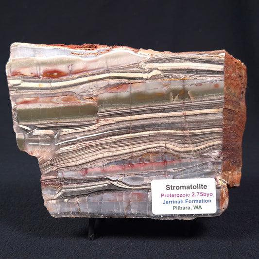 STROMATOLITE, Jerrinah Formation, Proterozoic, Australia ZJF003