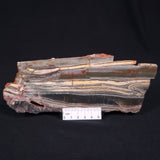 STROMATOLITE, Jerrinah Formation, Proterozoic, Australia ZJF004