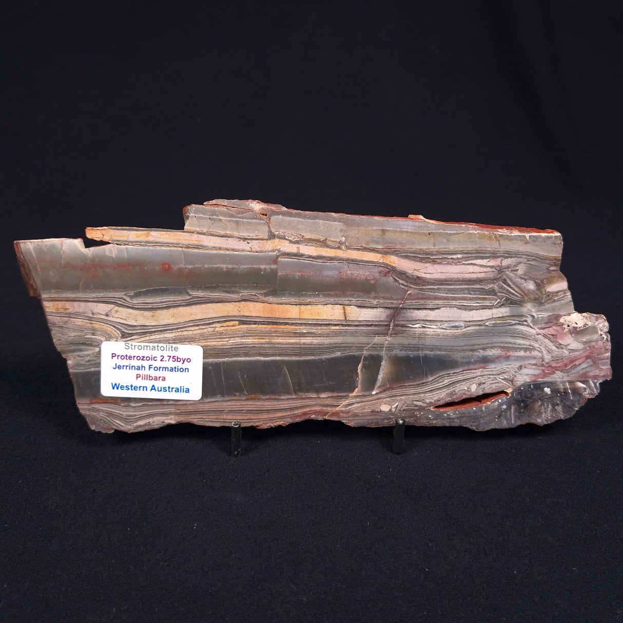 STROMATOLITE, Jerrinah Formation, Proterozoic, Australia ZJF004