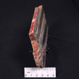 STROMATOLITE, Jerrinah Formation, Proterozoic, Australia ZJF004