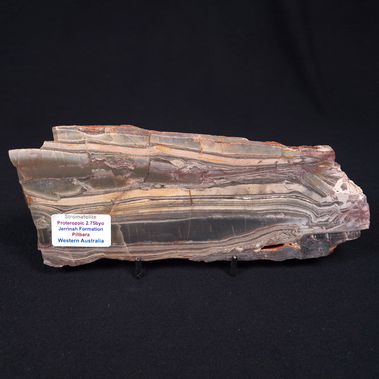 STROMATOLITE, Jerrinah Formation, Proterozoic, Australia ZJF005