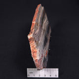 STROMATOLITE, Jerrinah Formation, Proterozoic, Australia ZJF005