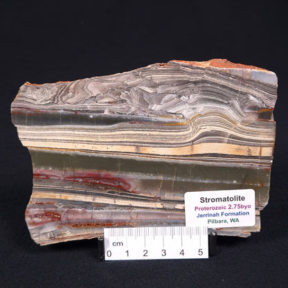 STROMATOLITE, Jerrinah Formation, Proterozoic, Australia ZJF006