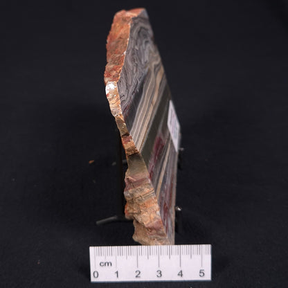 STROMATOLITE, Jerrinah Formation, Proterozoic, Australia ZJF006
