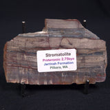 STROMATOLITE, Jerrinah Formation, Proterozoic, Australia ZJF007