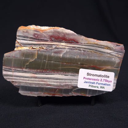 Stromatolite from the Jerrinah Formation ZJF008