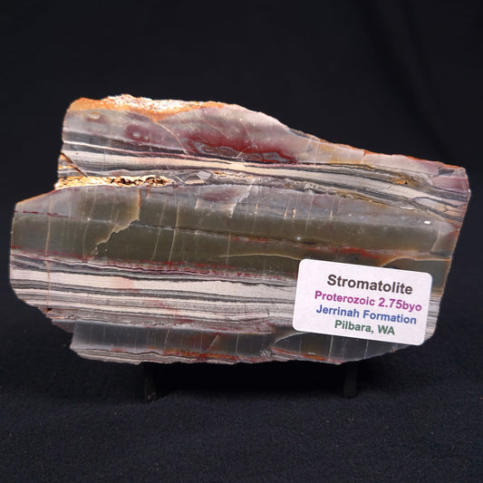 STROMATOLITE, Jerrinah Formation, Proterozoic, Australia ZJF008
