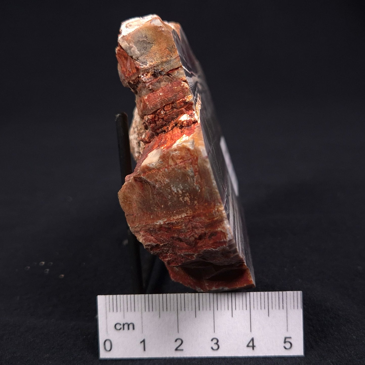 Stromatolite from the Jerrinah Formation ZJF008