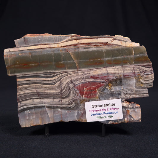 STROMATOLITE, Jerrinah Formation, Proterozoic, Australia ZJF009