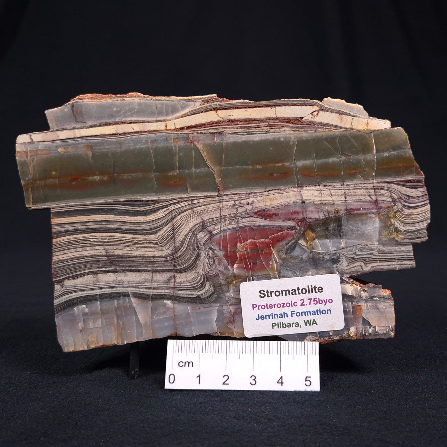 STROMATOLITE, Jerrinah Formation, Proterozoic, Australia ZJF009