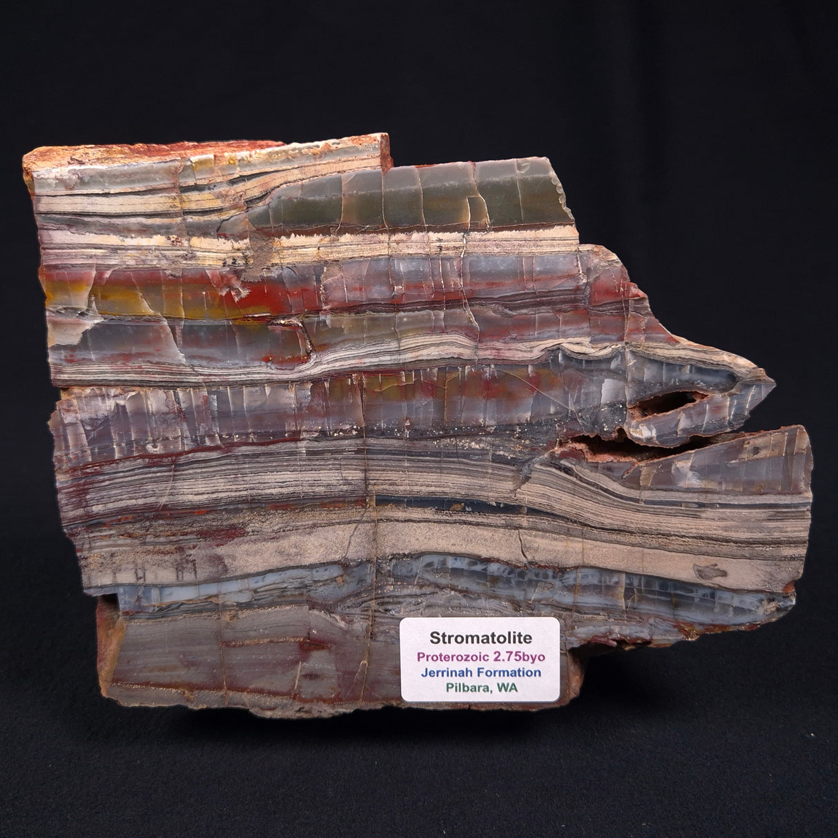 STROMATOLITE, Jerrinah Formation, Proterozoic, Australia ZJF010