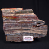 STROMATOLITE, Jerrinah Formation, Proterozoic, Australia ZJF010