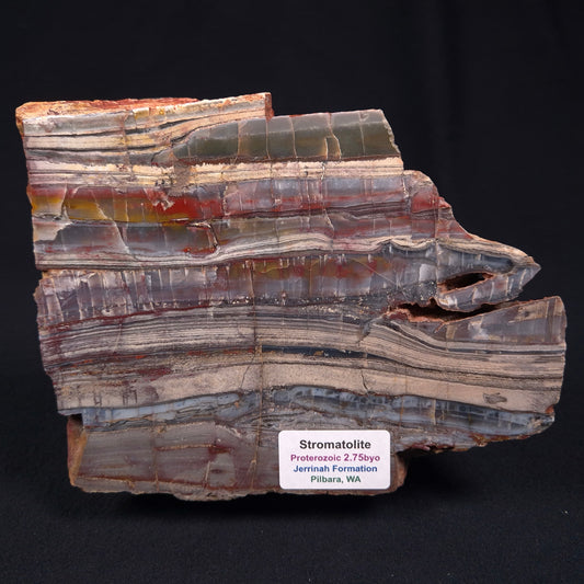 STROMATOLITE, Jerrinah Formation, Proterozoic, Australia ZJF010