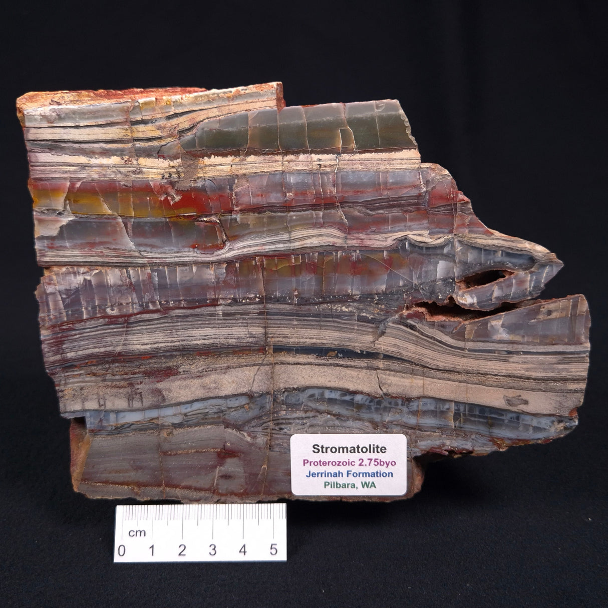 STROMATOLITE, Jerrinah Formation, Proterozoic, Australia ZJF010