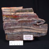 STROMATOLITE, Jerrinah Formation, Proterozoic, Australia ZJF010