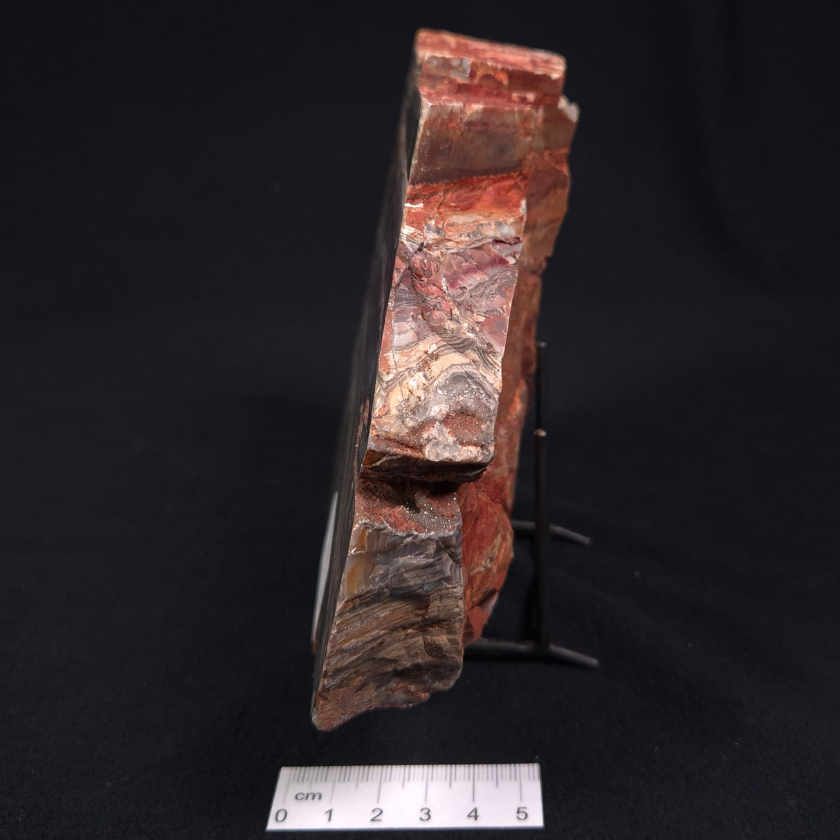 STROMATOLITE, Jerrinah Formation, Proterozoic, Australia ZJF010