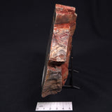 STROMATOLITE, Jerrinah Formation, Proterozoic, Australia ZJF010