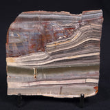 STROMATOLITE, Jerrinah Formation, Proterozoic, Australia ZJF011