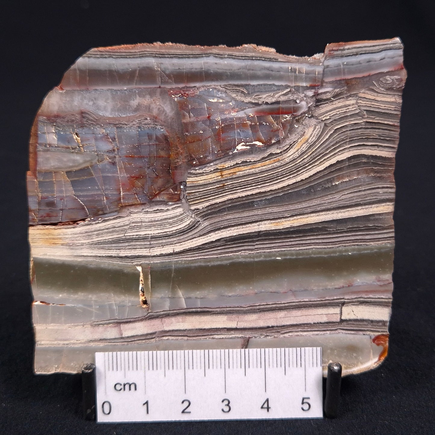 Stromatolite from the Jerrinah Formation, Australia ZJF011