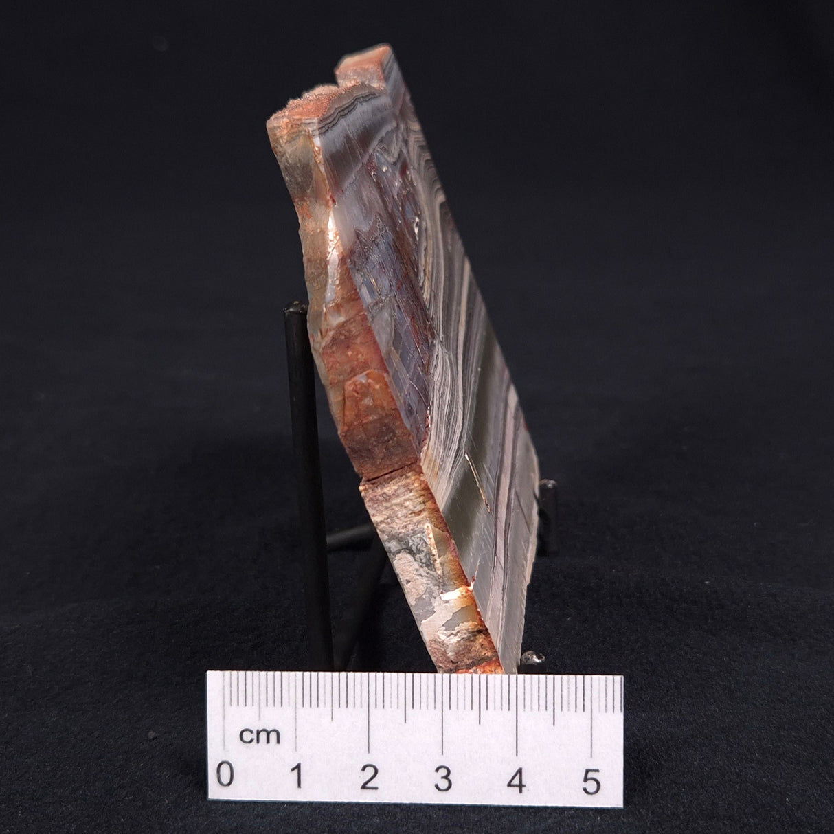 STROMATOLITE, Jerrinah Formation, Proterozoic, Australia ZJF011