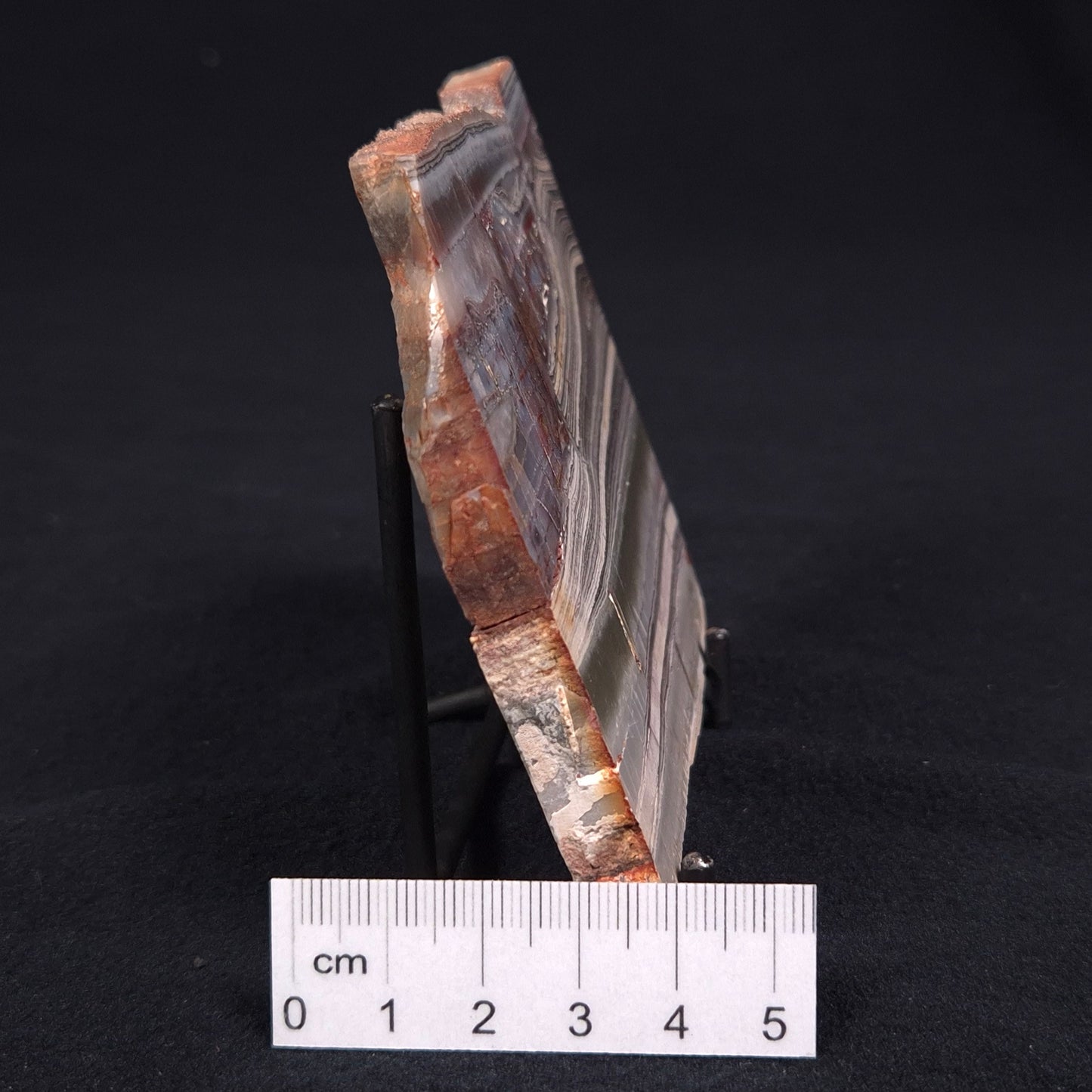 Stromatolite from the Jerrinah Formation, Australia ZJF011