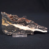 STROMATOLITE MICROBIAL MAT, Archean, Dresser Formation, Australia ZDF002