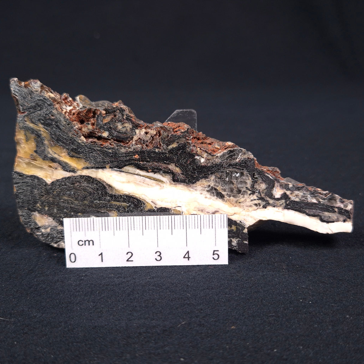 STROMATOLITE MICROBIAL MAT, Archean, Dresser Formation, Australia ZDF002
