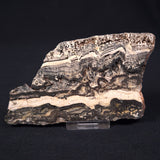STROMATOLITE MICROBIAL MAT, Archean, Dresser Formation, Australia ZDF003