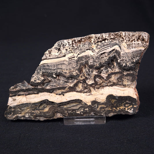STROMATOLITE MICROBIAL MAT, Archean, Dresser Formation, Australia ZDF003