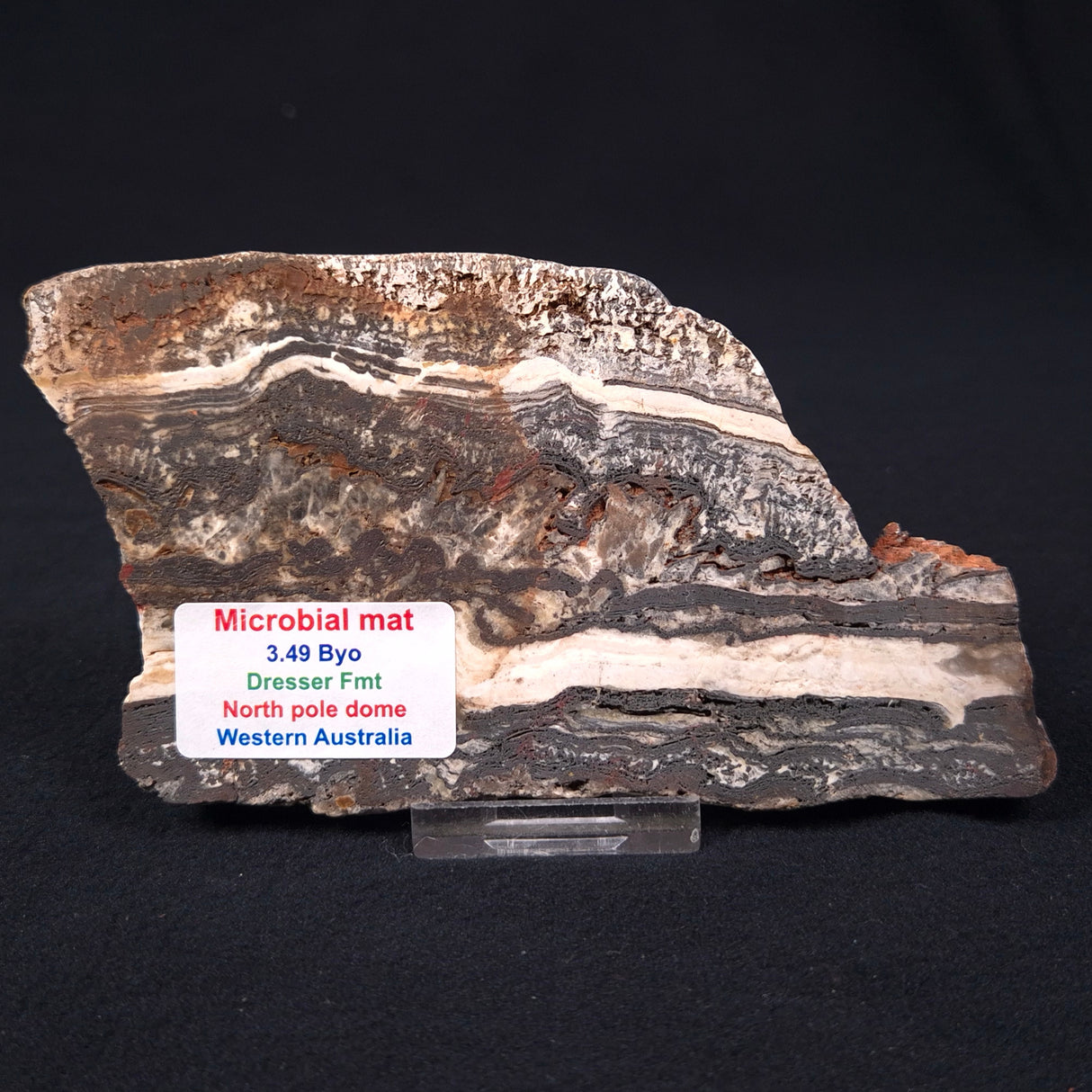 STROMATOLITE MICROBIAL MAT, Archean, Dresser Formation, Australia ZDF003
