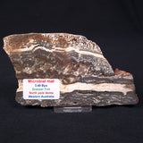 STROMATOLITE MICROBIAL MAT, Archean, Dresser Formation, Australia ZDF003