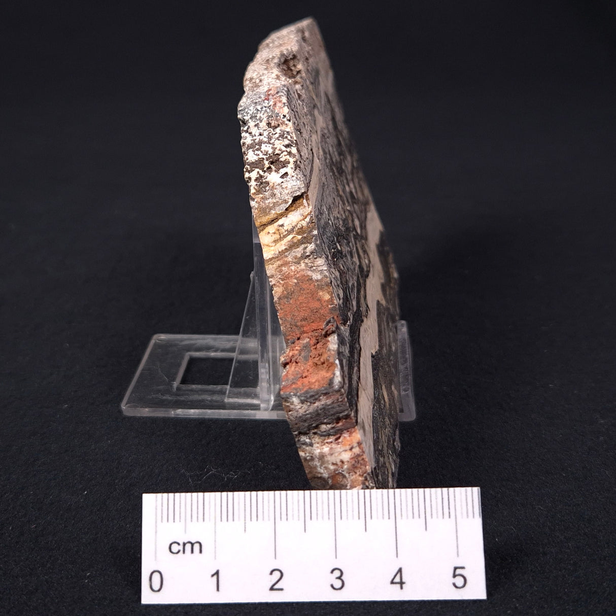 STROMATOLITE MICROBIAL MAT, Archean, Dresser Formation, Australia ZDF003