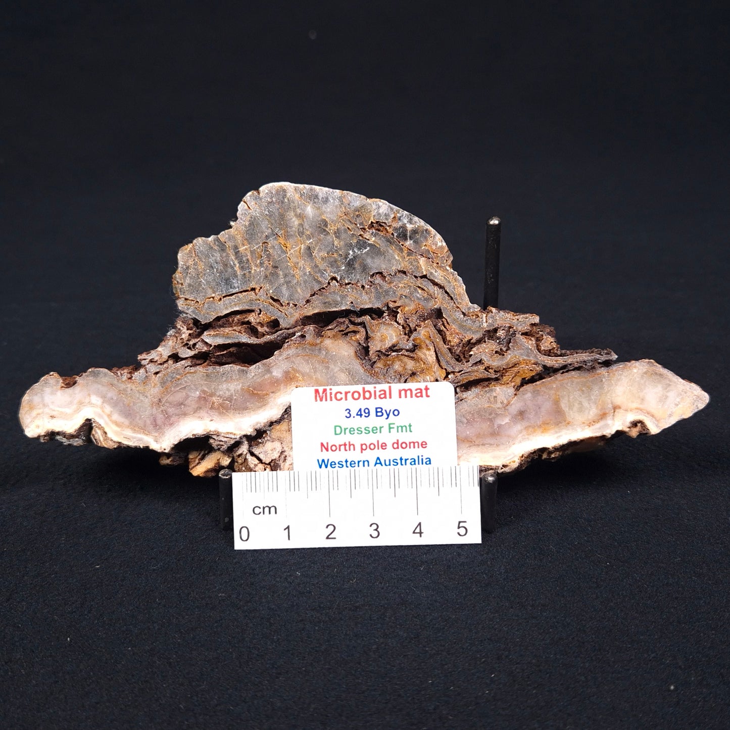 STROMATOLITE MICROBIAL MAT, Archean, Dresser Formation, Australia ZDF004
