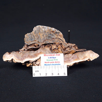 STROMATOLITE MICROBIAL MAT, Archean, Dresser Formation, Australia ZDF004